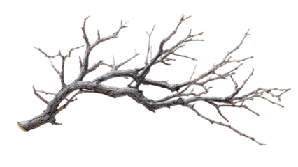 Dry Branch on Transparent Background
