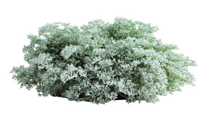 Dusty Miller Plant Isolated