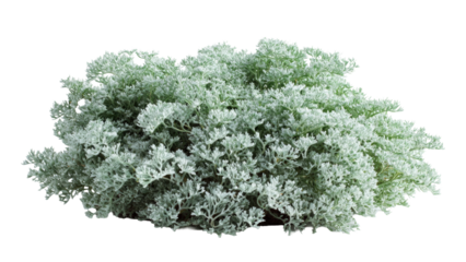 Dusty Miller Plant Isolated