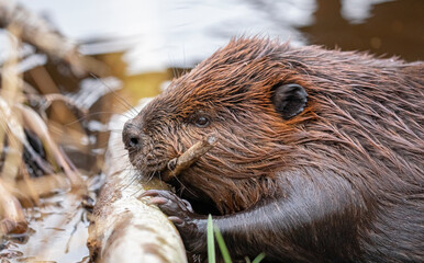 Busy Beaver