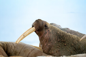 Obraz premium Morse, Odobenus rosmarus, Spitzberg, Svalbard, Norvège