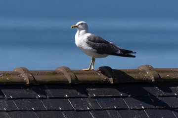 Go&eacute;land marin,Larus marinus, Great Black backed Gul
