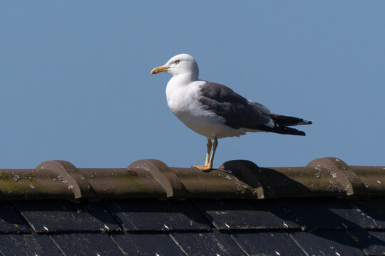 Go&eacute;land marin,Larus marinus, Great Black backed Gul