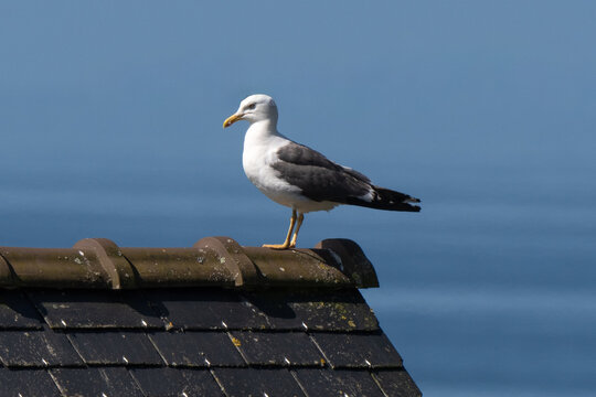 Go&eacute;land marin,Larus marinus, Great Black backed Gul