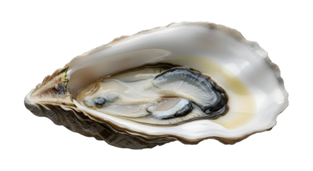 Fresh raw oyster in its shell with visible pearl inside isolated on transparent background