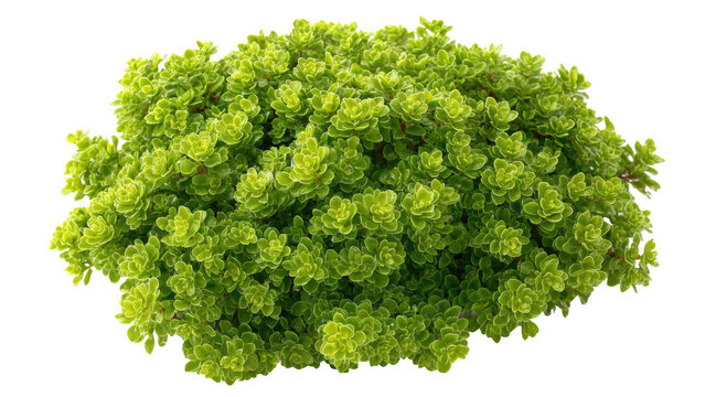 Green Bush Isolated