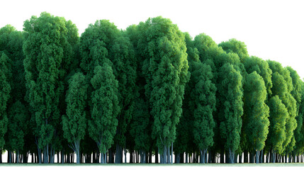 tall row of vibrant green poplar trees with dense foliage standing against a clean black background isolation