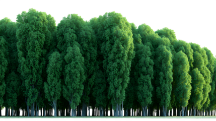 tall row of vibrant green poplar trees with dense foliage standing against a clean black background isolation