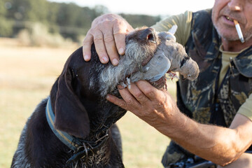 A hunting dog carries a dove in its teeth.