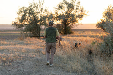 A hunter with a gun and his pet dogs. A spaniel and a german wirehaired pointer drathaar in search of a pheasant.