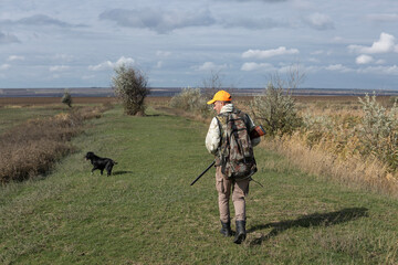 A hunter with a gun and his pet dogs. A spaniel and a german wirehaired pointer drathaar in search of a pheasant.