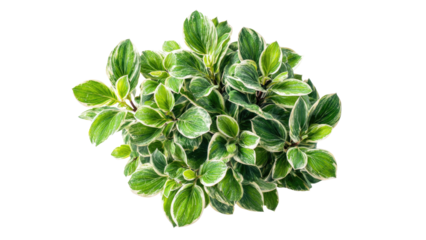 Hosta Plant with Variegated Leaves