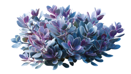 Hebe bush isolated on transparent background