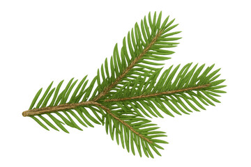 Naklejka premium Spruce branch with green needles, evergreen conifer tree foliage for winter and christmas season designs on transparent background
