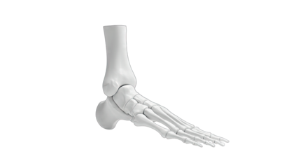 3D Render of Human Foot Skeleton on White Background
