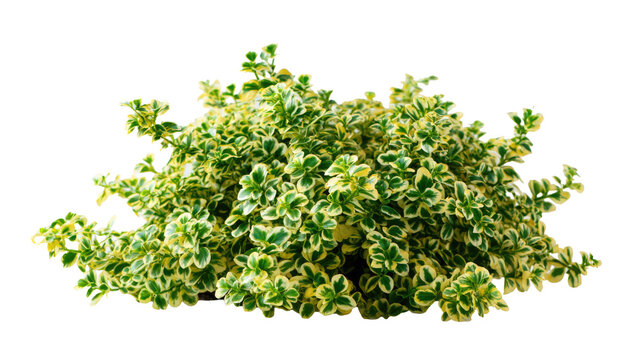 Lemon Thyme Bush Isolated on Transparent Background
