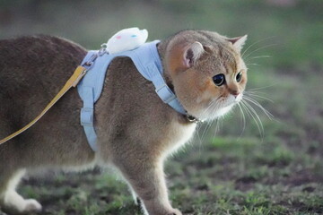 Playful cat wearing a harness with a cute mouse toy, exploring outdoor environment during nighttime adventures, curious expression and soft fur