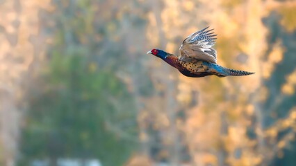 common buzzard in flight