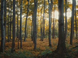 Obraz premium Sunlight Filters Through Tall Trees in Tranquil Autumn Forest
