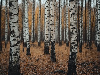 Serene Birch Forest in Autumn with Golden Leaves and Tranquil Atmosphere
