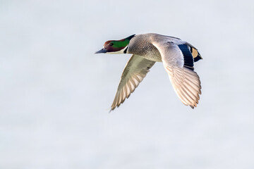great tit parus major © Bai