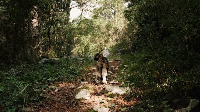 Domestic cat exploring forest path, walking through wild nature and greenery, showing curiosity and instinctive animal behavior outdoors.