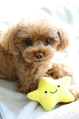 お星さまのおもちゃを大切にしているトイ・プードル