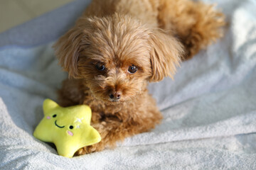 お星さまのおもちゃを大切にしているトイ・プードル