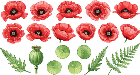 Set of red poppy flower illustrations featuring vibrant blossoms in various blooming stages with green seed pods and fern leaves for botanical and commemorative design