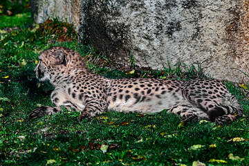 Cheetah on the lawn near the stone.Latin name - Acinonyx jubatus