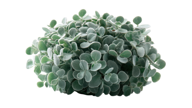 Silver Bush Plant Isolated - Powered by Adobe