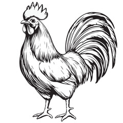 rooster isolated on white