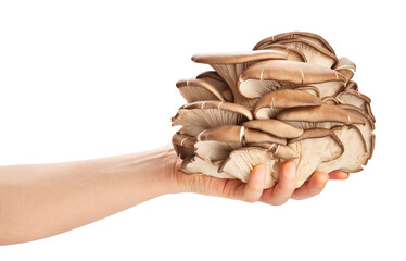 oyster mushrooms in hand path isolated on white