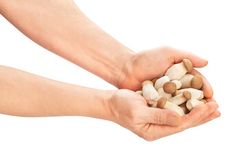 king oyster in hand path isolated on white