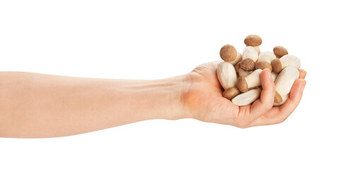 king oyster in hand path isolated on white