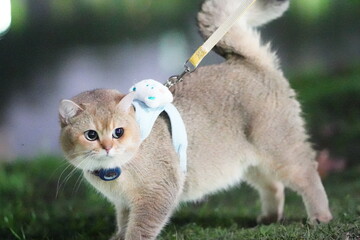 Cute feline companion on a leash exploring outdoor environment with playful attitude and curious...