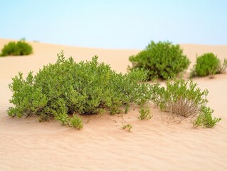 Lush Green Shrubs Growing in Sandy Desert Landscape Under Clear Sky
