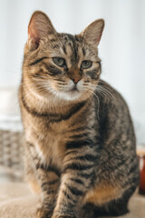 Fototapeta premium Tabby cat