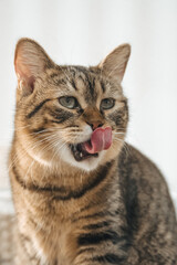 Fototapeta premium Tabby cat