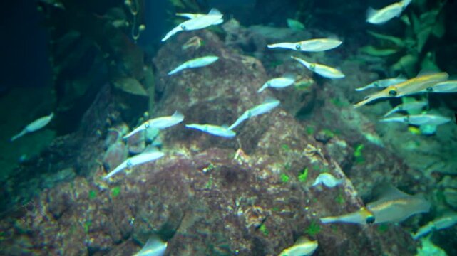 School of small squids swimming over rocky underwater reef in aquarium. Translucent cephalopods glide through deep blue water near seaweed. Marine life photography of aquatic ecosystem.