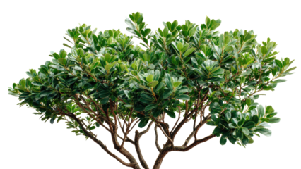 Green Bush with Transparent Background