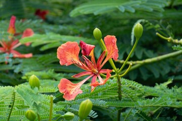 Delonix regia plant (peacock flower or flame tree) in Cuba