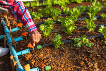 Unknown gardener working on irrigation water system in lettuce garden