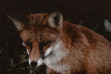 Fototapeta premium Close up portrait of a fox in the forest, Apuseni Mountains, Romania