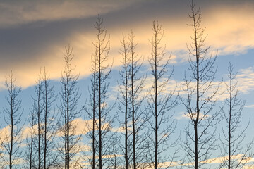 Obraz premium Minimalist nature scene showcasing tranquil sunset and silhouetted branches