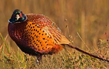 Male Ring-necked Pheasant, Phasianus colchicus, close up