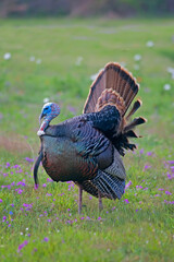 Vertical of a Wild Turkey, Meleagris gallopavo, displaying