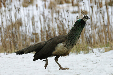 Indian Peafowl, Pavo cristatus, in winter