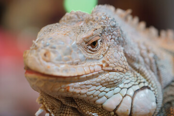 Close-up macro shot of an iguana head showing detailed scale patterns and a sharp eye. The reptile...