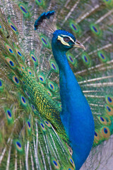 Portrait of maleIndian Peafowl, Pavo cristatus